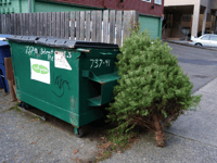 Recycling Christmas trees in Devon