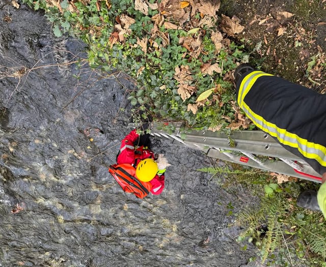 Dog saved from river
