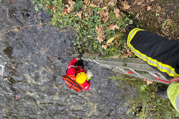 Tavistock Fire and Rescue team help a little dog to safety after it fell int the river at Tavistock yesterday.