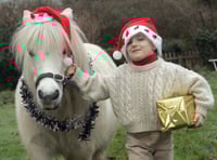 Dartmoor pony festive ride