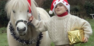 Dartmoor pony festive ride