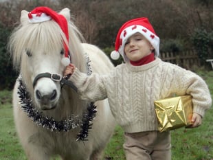 Dartmoor pony festive ride