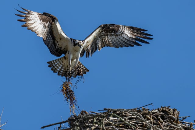 Breeding ospreys could return to Teign after 200 years