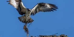Breeding ospreys could return to Teign after 200 years