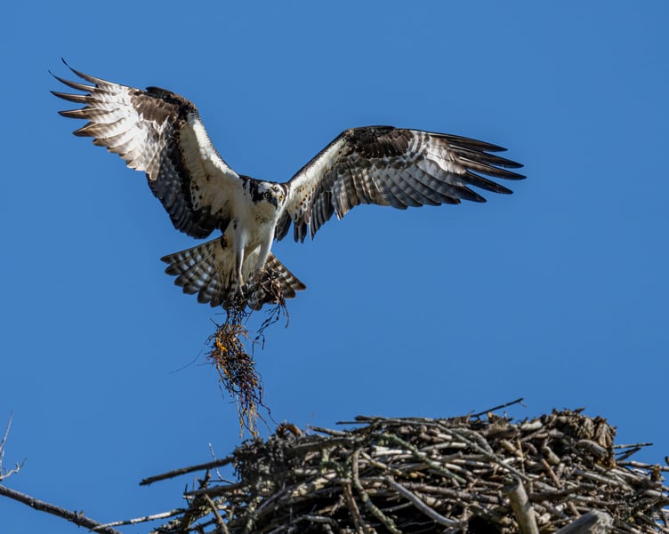 Ospreys spotted beside Devon river