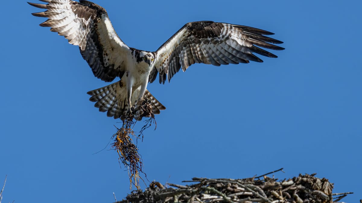 Spektakulärer Greifvogel an einem Fluss in Devon gesichtet