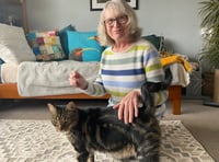 The 'purrfect' foster home