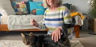 The 'purrfect' foster home