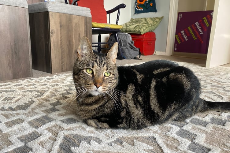 Enzo is looking for a permanent home having been fostered by Denise Gatley through Cats Protection.
