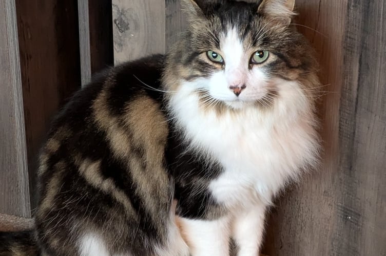 Ezra is being fostered in Horrabridge, but wants a forever home.