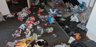 RSPCA reveals increase in pets left home alone at Christmas 