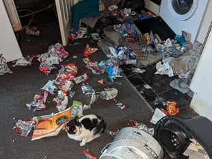RSPCA reveals increase in pets left home alone at Christmas 