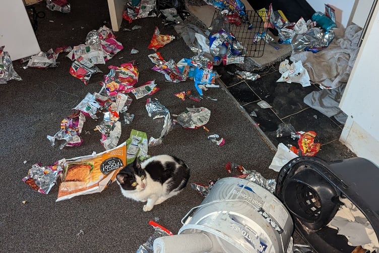 New figures released by the RSPCA show a 23 percent increase in pets abandoned at home over festive period, often in appalling conditions. (Picture: RSPCA)