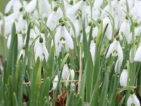 Essence of Tamar Valley to be captured in 30 Nature Notes this year