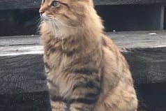 Finlay the missing cat needs your help to return home.