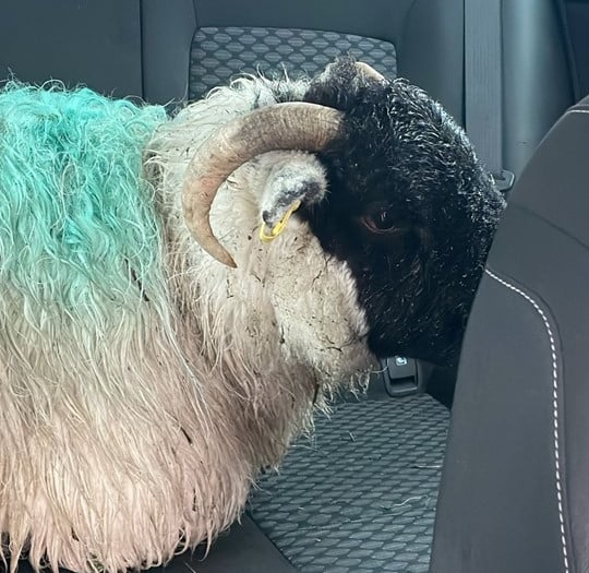 Sheep escorted off A30 by police