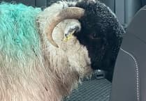 Sheep escorted off A30 by police