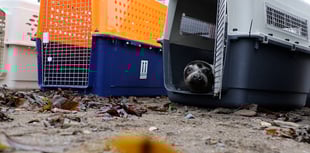 Seals released to the wild after RSPCA rehabilitation 