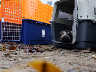 Seals released to the wild after RSPCA rehabilitation 