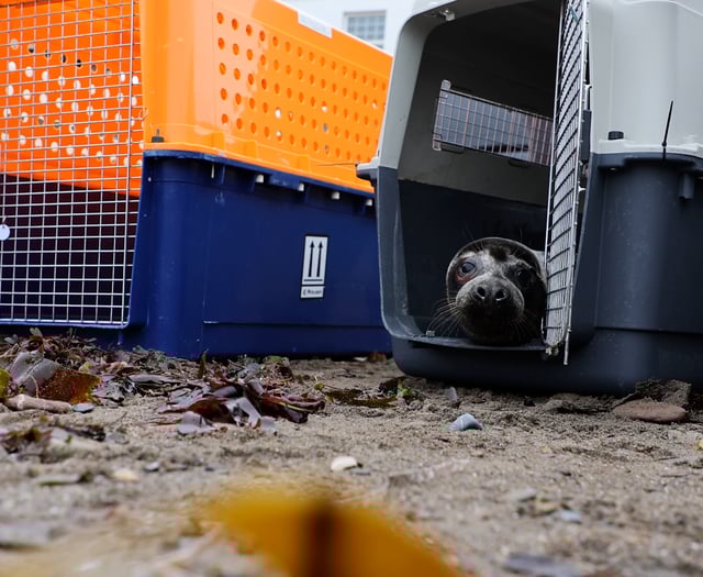 Seals released to the wild after RSPCA rehabilitation 
