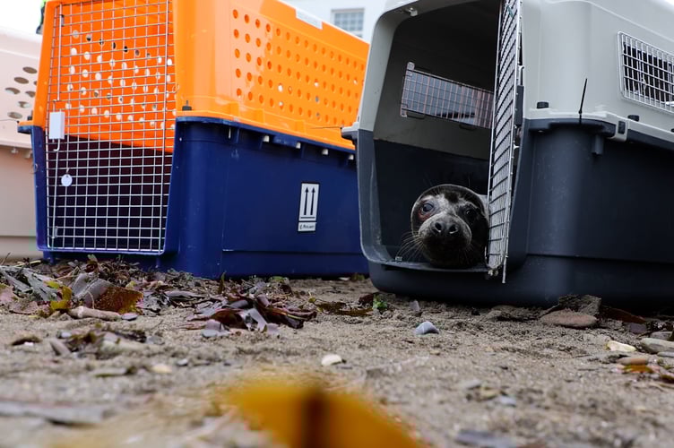 Nobby Bobbly and Cornetto the seals being released into the wild
