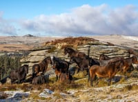 Dartmoor Pony funding boost