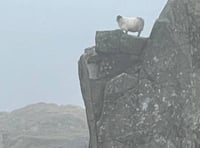 Volunteers rescue stranded sheep