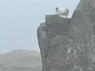 Volunteers rescue stranded sheep