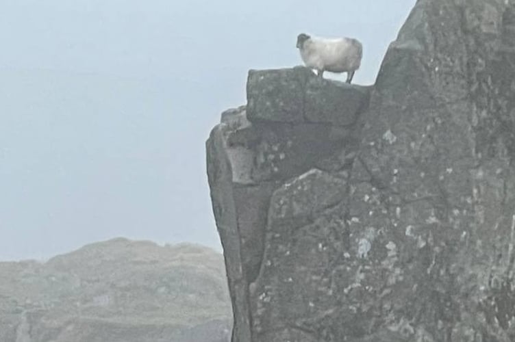 A stranded sheep was lowered to the ground by Tavistock Dartmoor Search & Rescue Team.