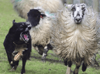 Livestock dog attacks – legal hope