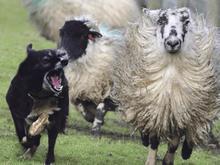 Livestock dog attacks – legal hope