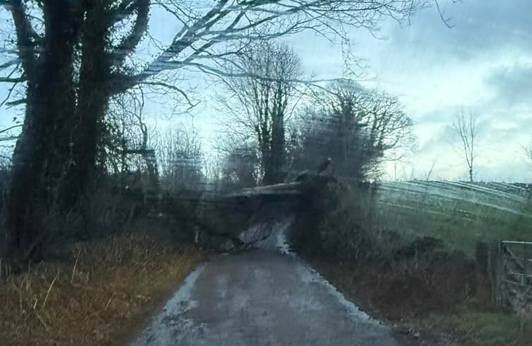 Road blocked by a large fallen tree in Milton Abbot after over night high winds.