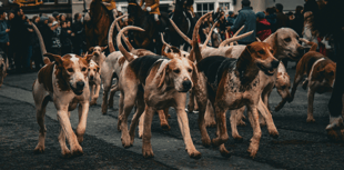 Over 30 welfare incidents with hunting hounds this season