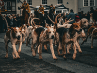 Nearly 1,600 reports of suspected illegal hunting this season