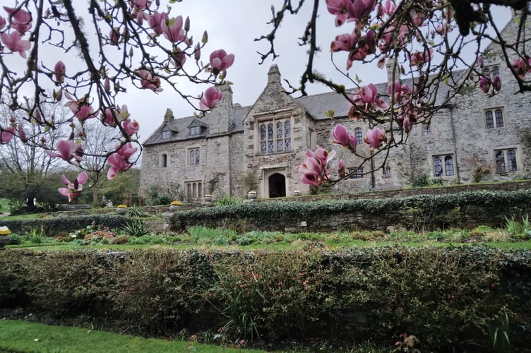 Spring at Cotehele last March – it is on the way. Picture: Ted Pitt.
