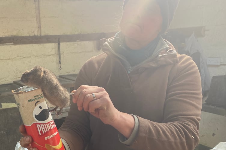 A water vole ready to be released into the wild from a West Devon re-wilding project.