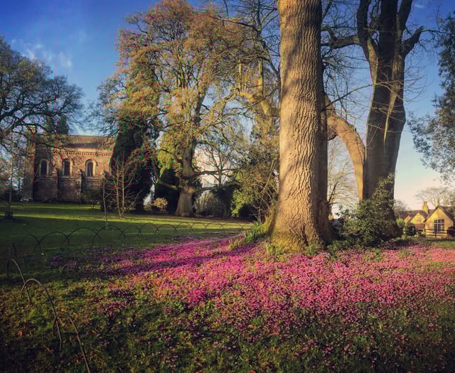 Cyclamen bring carpets of purple to herald spring