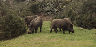 Dog attacked by boar, Dartmoor goer says 
