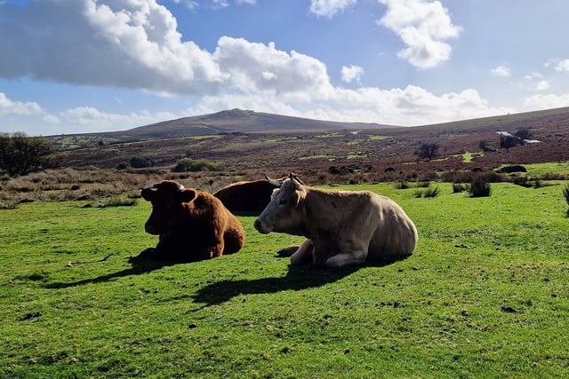 Public reminded to be Dartmoor Wise on moors after isolated incidents