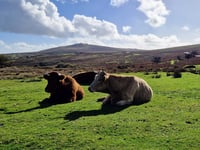 Public reminded to be Dartmoor Wise on moors after isolated incidents