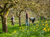 Spring bursts  into life at Cornwall’s National Trust estates