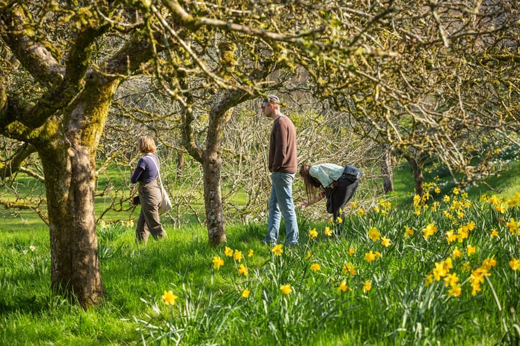 Outdoor workshop about linking up living collections with stories from the estate during the Narcissus Monograph Conference 2022 at Cotehele, Cornwall