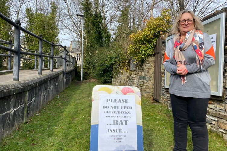 Angela Court says well-meaning people do not need to feed and leave nesting material for geese outside Tavistock Wharf.
