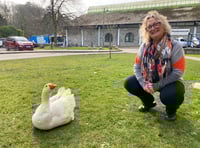 Success of geese feeding appeal