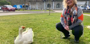 Success of geese feeding appeal