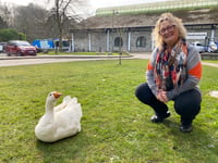 Plea not to feed geese outside The Wharf