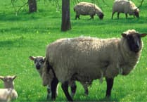 Whitchurch and Sampford Spiney family fun and sheepdog skills