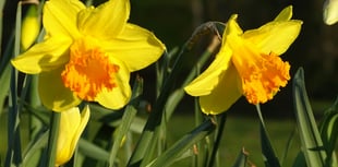 John Howells: Spring is just around the corner