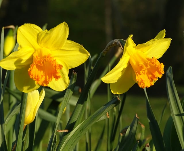 John Howells: Spring is just around the corner