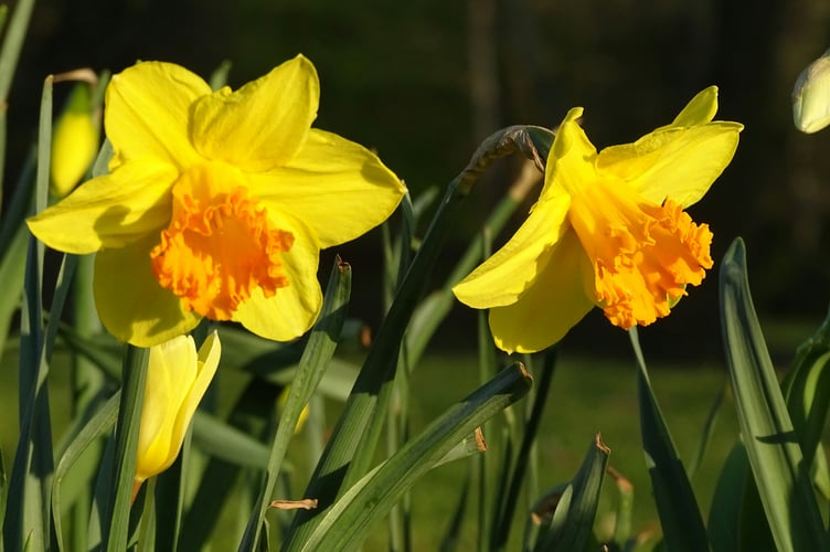 Spring is just around the corner. Picture: G-R Mottez/Unsplash.